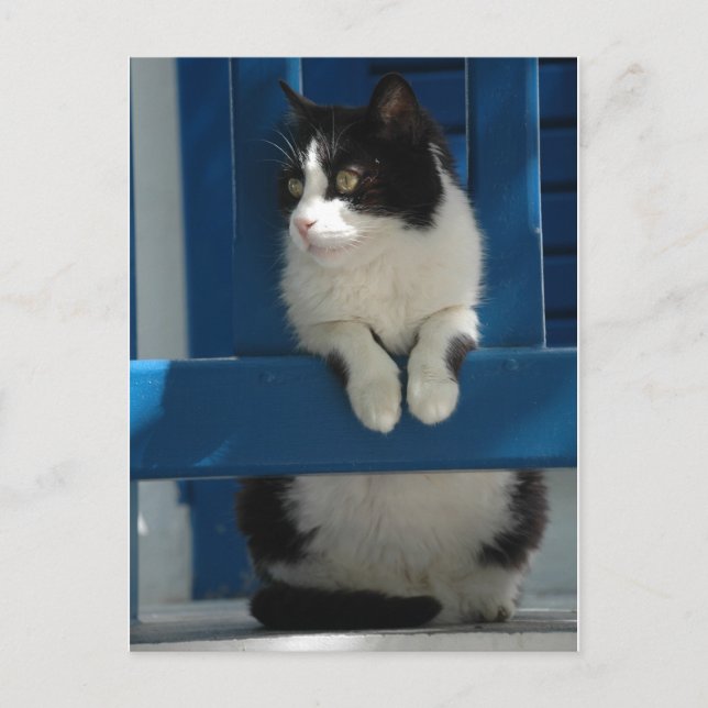 Cat Postcard (Front)
