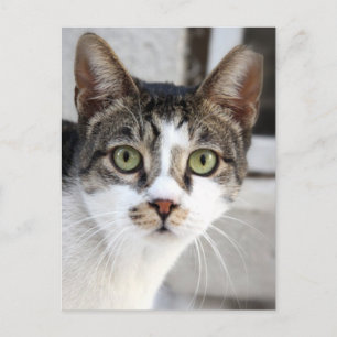 Cat Postcard