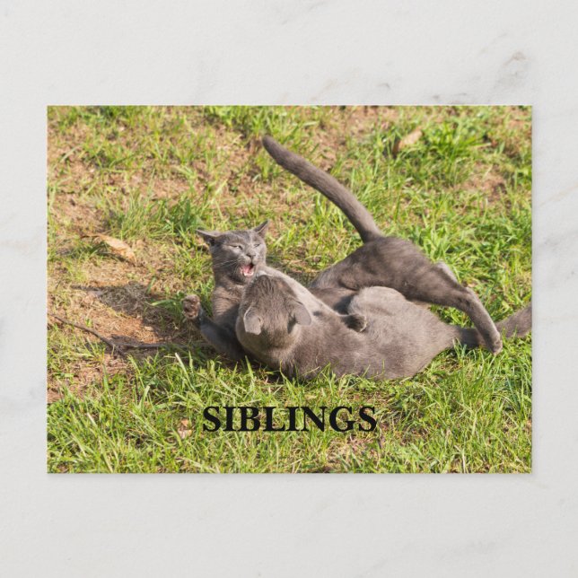 Cat Postcard (Front)