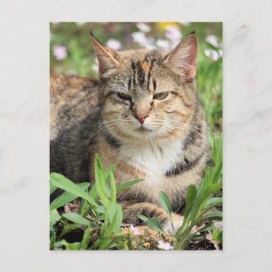 Cat Postcard