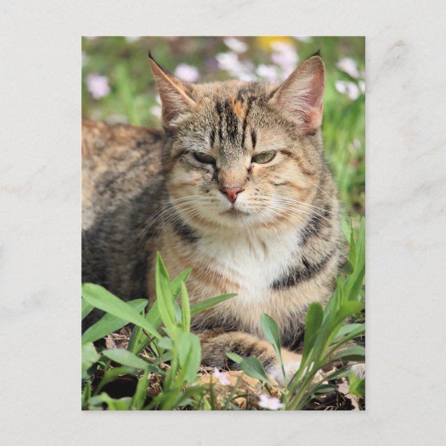 Cat Postcard (Front)