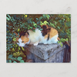 Cat Postcard