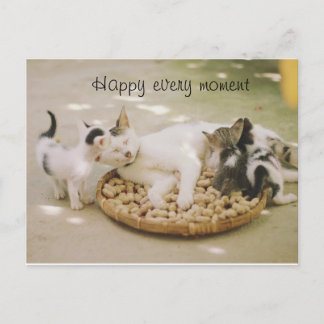 cat Postcard