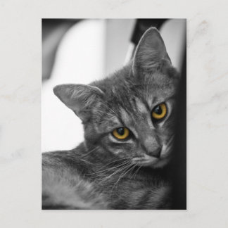 Cat Postcard