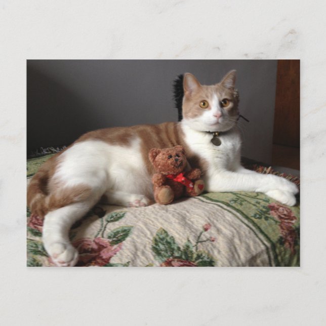 Cat Postcard (Front)