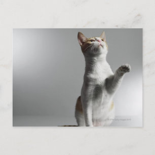 cat postcard