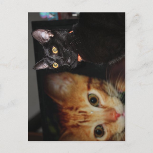 Cat  postcard (Front)