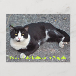 Cat Postcard with humourus saying