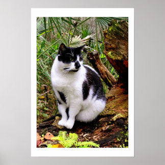CAT POSTER