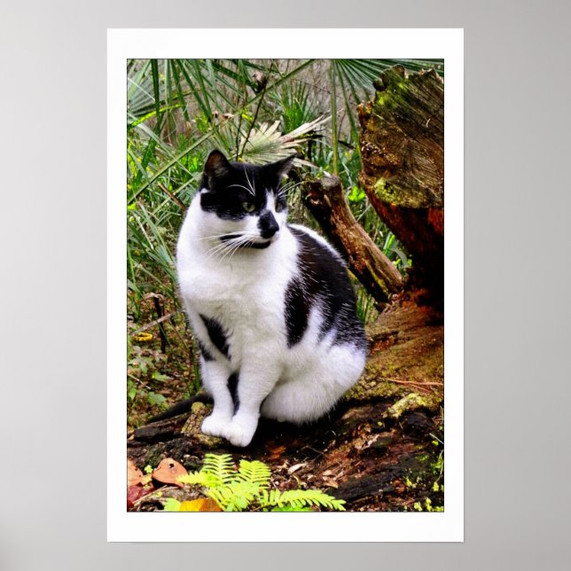 CAT POSTER (Front)