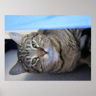 Cat poster