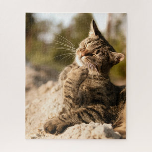 Cat Puzzles Cat Kitten Photographie Animal Pic Cat