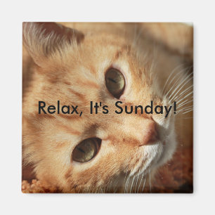 Cat quote magnet