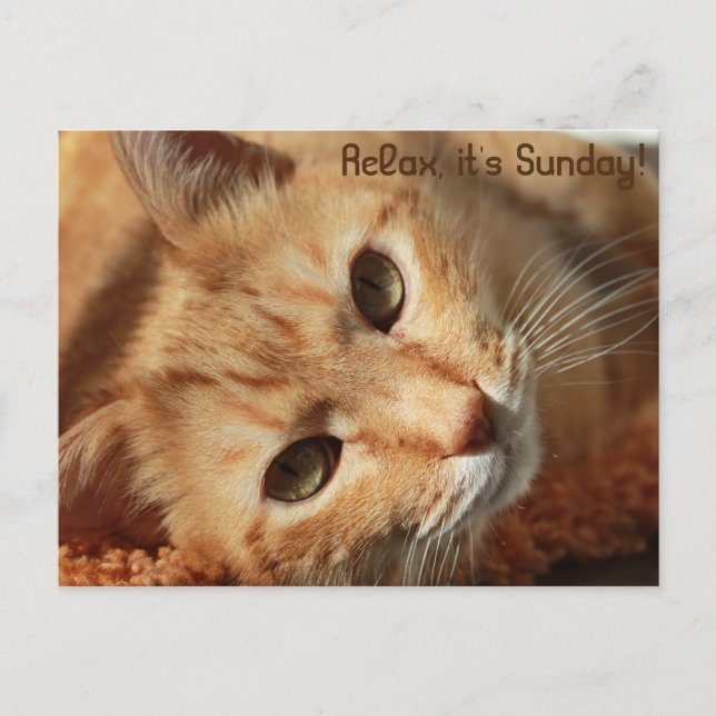 Cat quote postcard (Front)