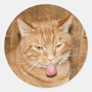 Cat razzberry sticker
