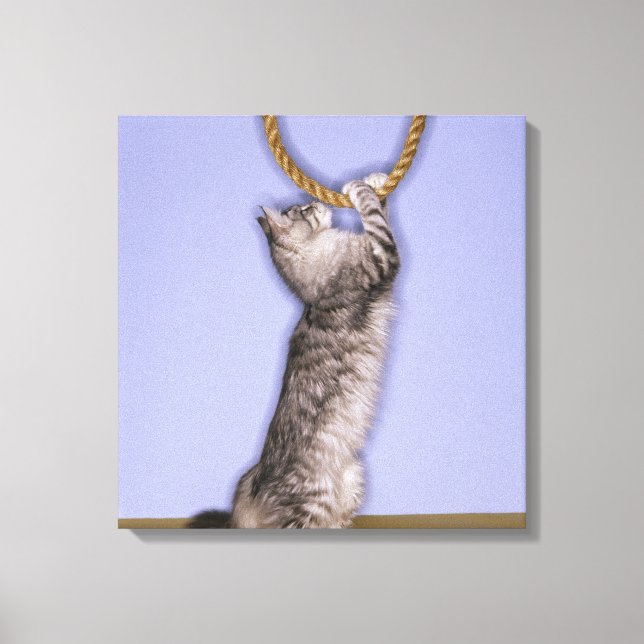 Cat reaching for rope canvas print (Front)