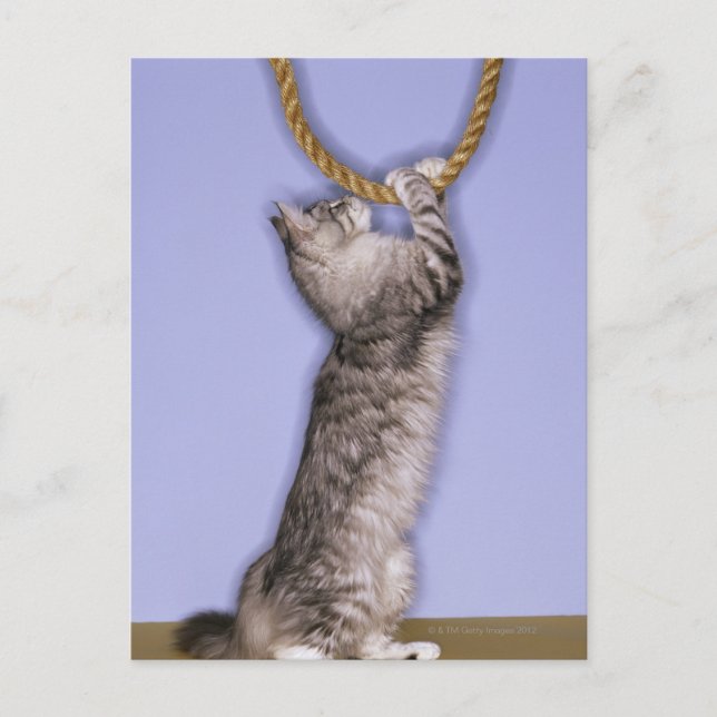 Cat reaching for rope postcard (Front)
