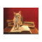 Cat Reading Staying on books Postcrossing