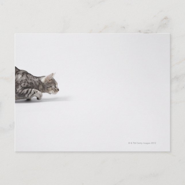 Cat ready to pounce postcard (Front)
