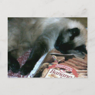 Cat Resting On Cookbook Postcard