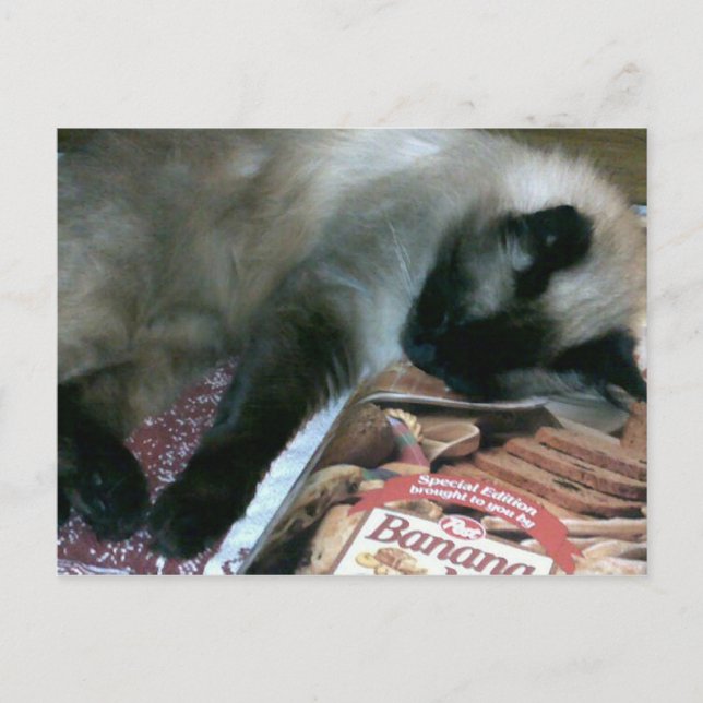 Cat Resting On Cookbook Postcard (Front)