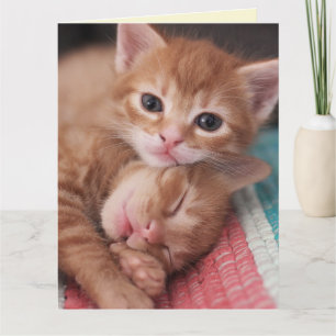 CAT ROMANTIC SNUGGLING LOVE SNUGGLE Greeting Card