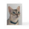 Cat’s Snarky Apology Birthday