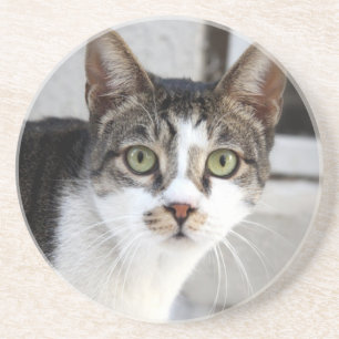 Cat Sandstone Coaster