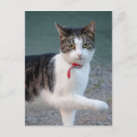 Cat says hi CC0215 Cute pet photo Postcard