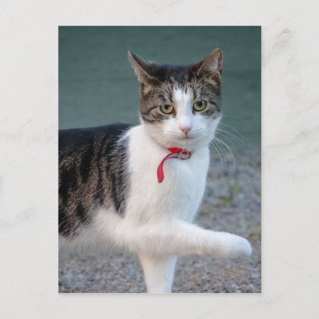 Cat says hi CC0215 Cute pet photo Postcard (Front)