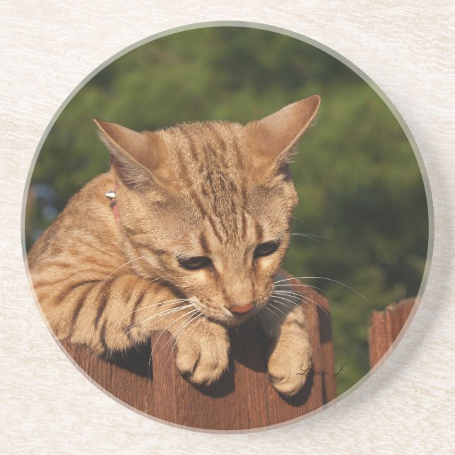 Cat Series---Serval Savannah Cat---Coaster Coaster (Front)