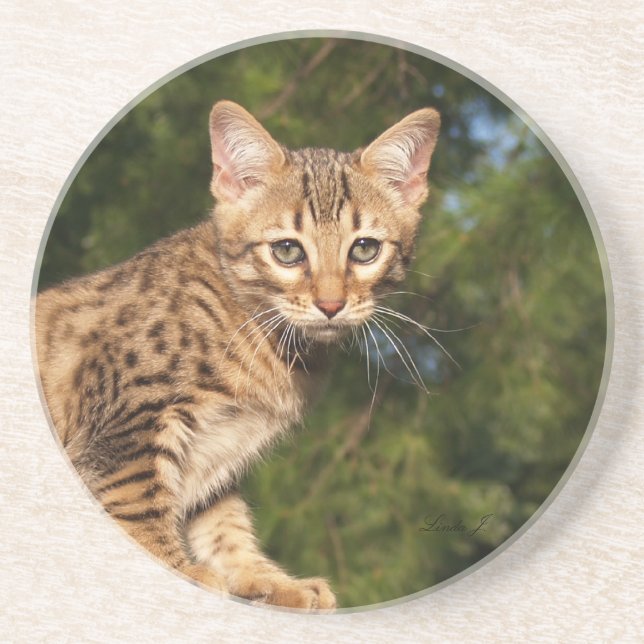 Cat Series---Serval Savannah Cat---Coaster Coaster (Front)