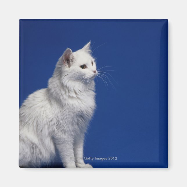 Cat sitting against blue background magnet (Front)
