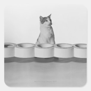 Cat sitting and licking beside pet bowl on white square sticker