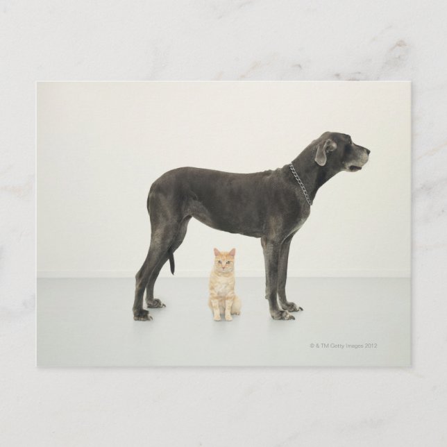 Cat sitting beneath Great Dane Postcard (Front)