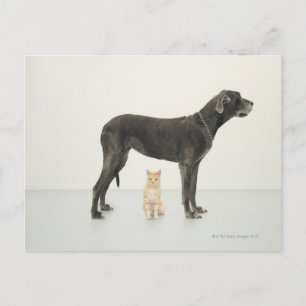 Cat sitting beneath Great Dane Postcard