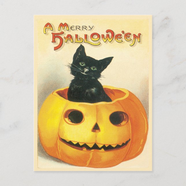 Cat Sitting In A Pumpkin Vintage Postcard (Front)