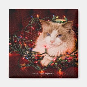 Cat sitting on a ball of Christmas lights. Magnet