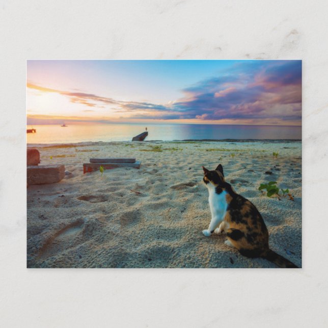 Cat Sitting On A Beach Postcard (Front)
