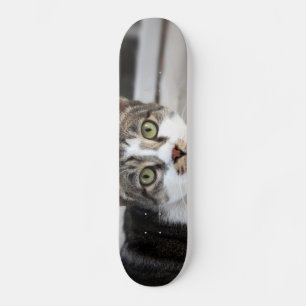 Cat Skateboard