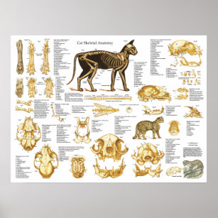 Cat Anatomy Posters Prints Poster Printing Zazzle Ca