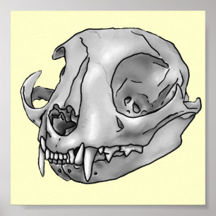 Cat skull poster