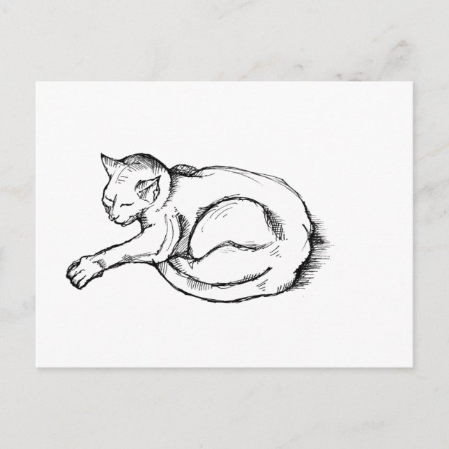Cat Sleeping Illustration Pen Drawing Art Postcard (Front)