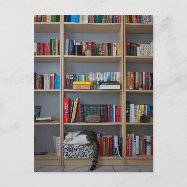 Cat sleeping in bookshelf library books postcard (Front)