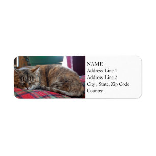 Cat Sleeping on Blanket