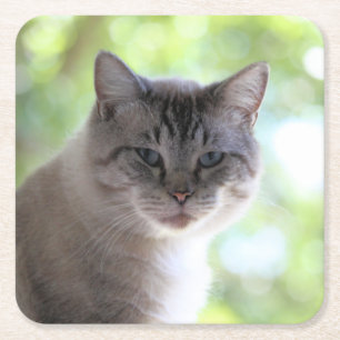 Cat   square paper coaster
