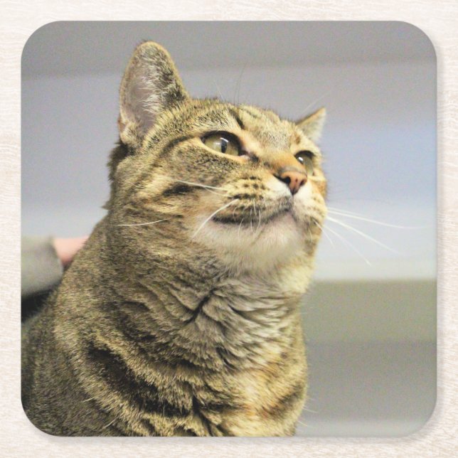 Cat Square Paper Coaster (Front)