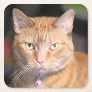 Cat     square paper coaster