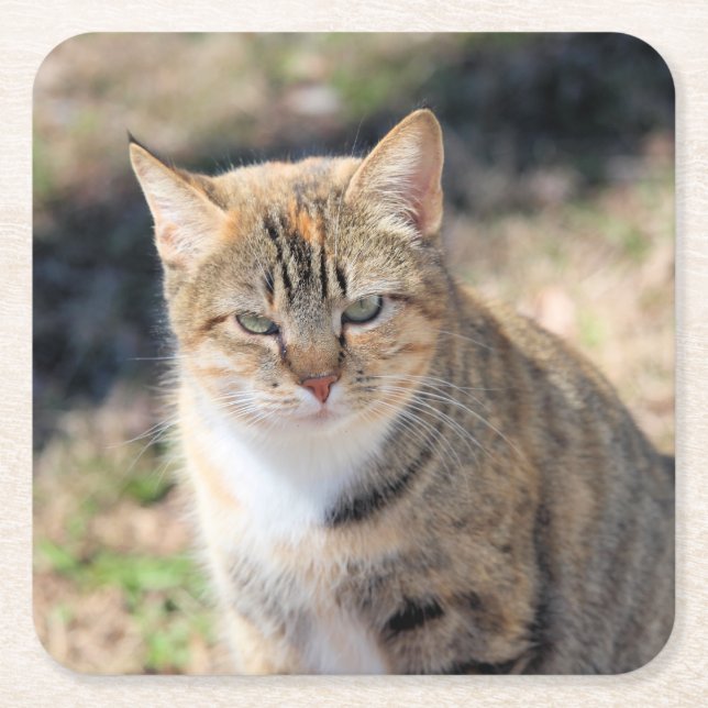 Cat  square paper coaster (Front)