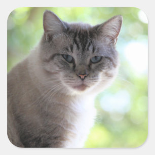 Cat Square Sticker